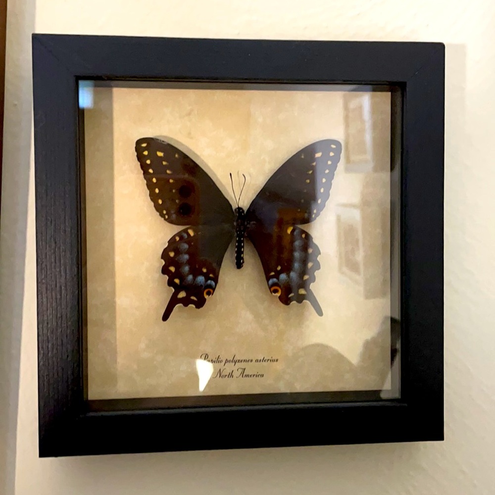 Real preserved butterfly!